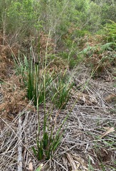 Dianella longifolia longifolia