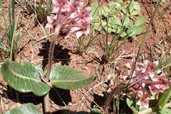 Asclepias albens