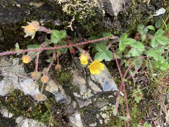 Potentilla matsumurae