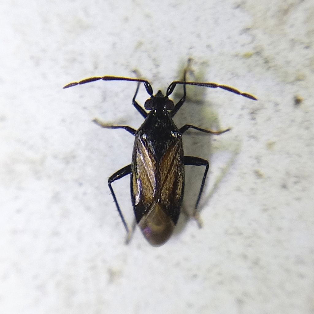 Ceratocapsisca