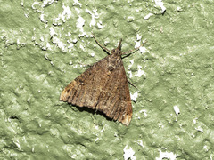 Hypena obsitalis
