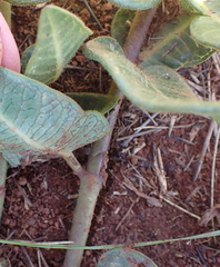 Asclepias albens