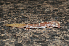 Lucasium immaculatum