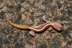 Lucasium immaculatum