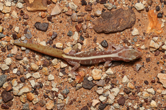 Lucasium immaculatum