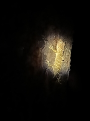 Gekko gecko