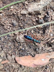 Diamma bicolor