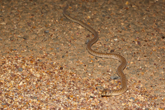 Pygopus schraderi