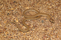 Pygopus schraderi