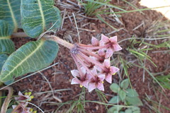 Asclepias albens