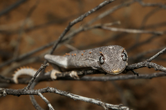 Strophurus krisalys