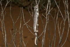 Strophurus krisalys