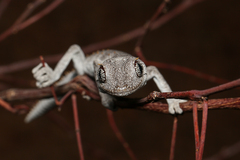 Strophurus krisalys
