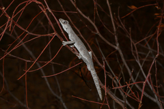 Strophurus krisalys