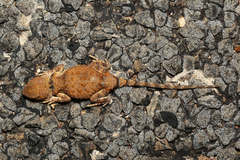 Tympanocryptis intima