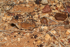 Tympanocryptis intima