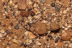 Tympanocryptis intima