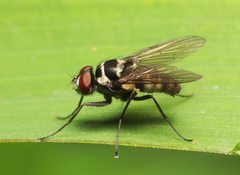 Limnophora