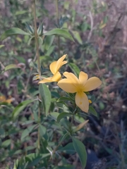 Barleria prionitis
