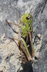 Stenobothrus lineatus