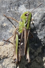 Stenobothrus lineatus