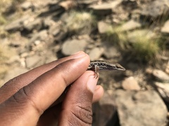 Trachylepis
