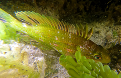 Heteroscarus acroptilus