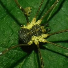 Mitopus