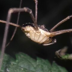 Mitopus