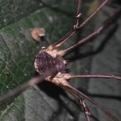 Mitopus