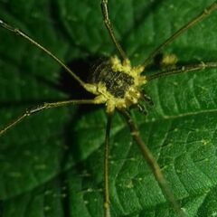 Mitopus