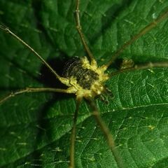 Mitopus