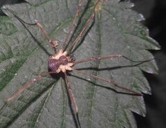 Mitopus