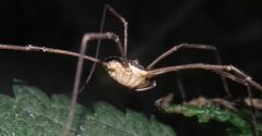 Mitopus
