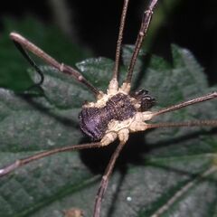 Mitopus