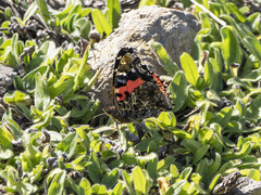 Vanessa vulcania