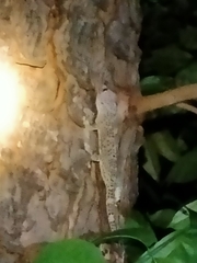 Gekko gecko