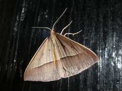 Epidesmia chilonaria