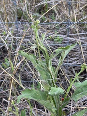 Verbesina microptera