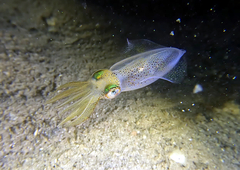 Sepioteuthis australis