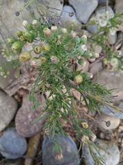 Erigeron bonariensis