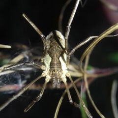 Mitopus