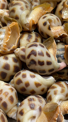 Neogastropoda