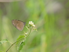 Euploea tulliolus