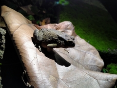 Duttaphrynus melanostictus