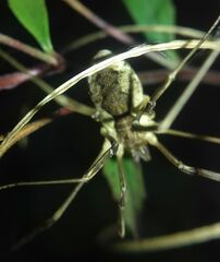 Mitopus