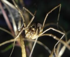 Mitopus