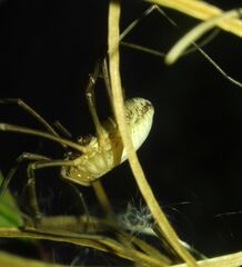 Mitopus