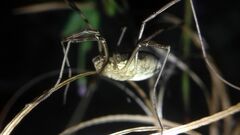 Mitopus