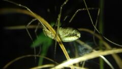 Mitopus